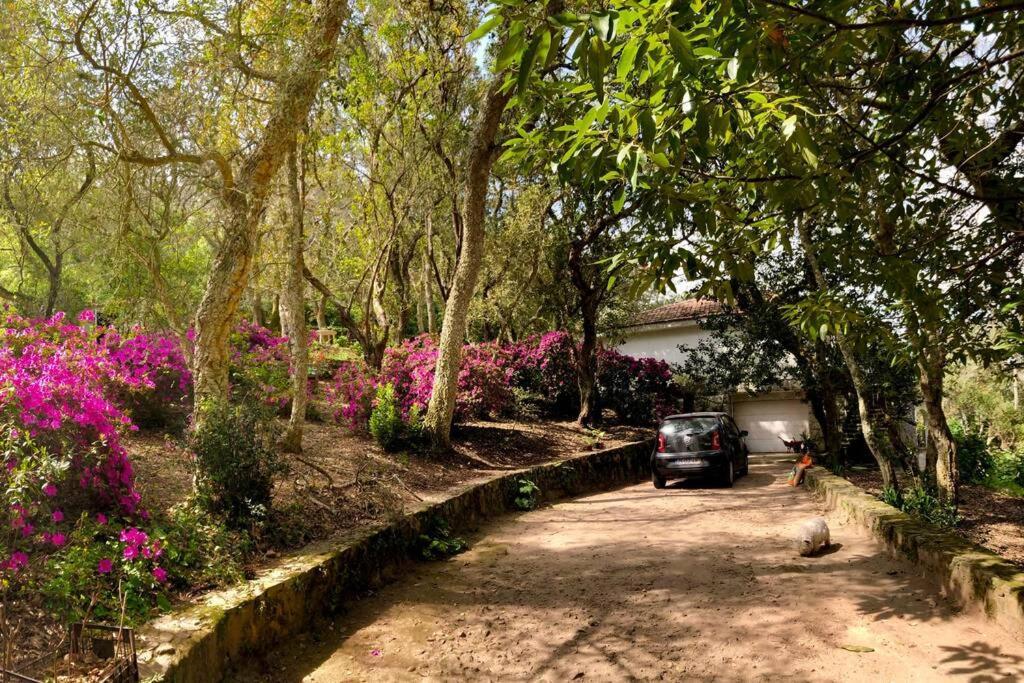 Quinta Biologica, Com Vista, Na Serra De ซินตรา ภายนอก รูปภาพ