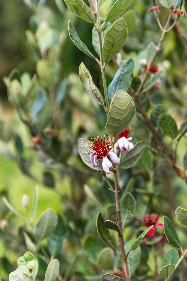 Quinta Biologica, Com Vista, Na Serra De ซินตรา ภายนอก รูปภาพ