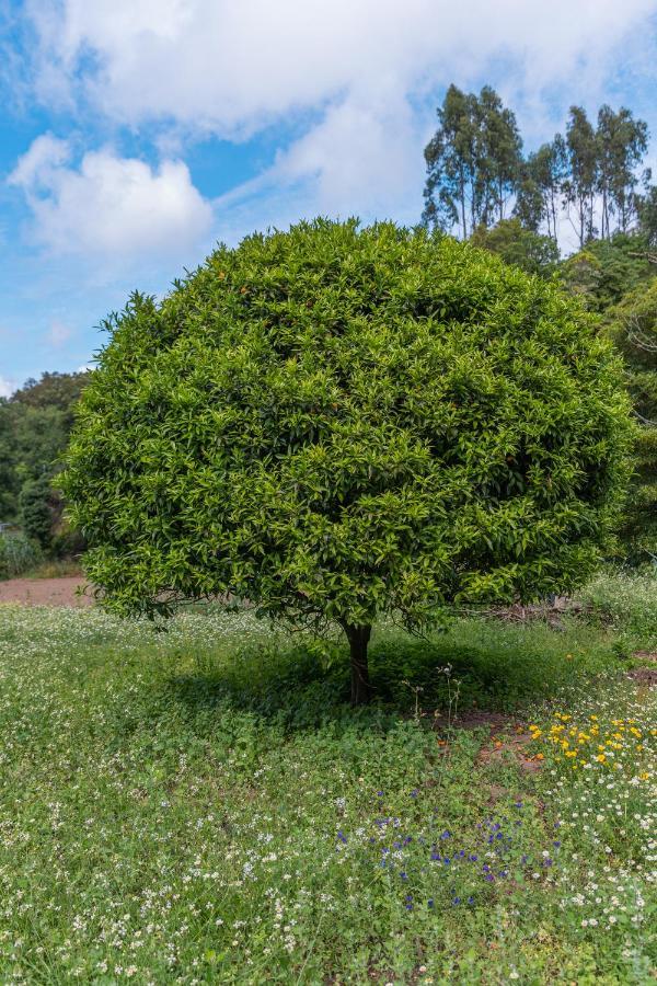 Quinta Biologica, Com Vista, Na Serra De ซินตรา ภายนอก รูปภาพ